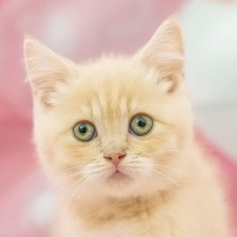 マンチカンの写真2
