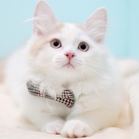 サイベリアンの写真4