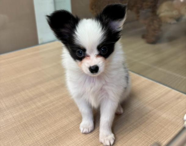 パピヨンの写真2