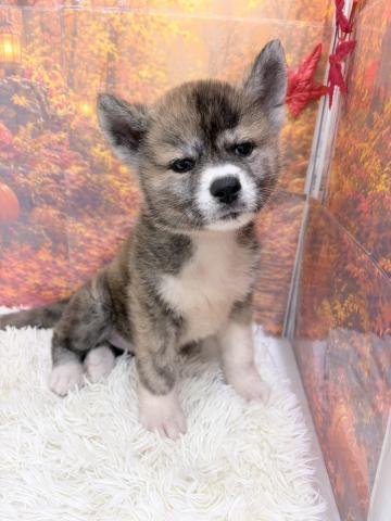 秋田犬の写真2