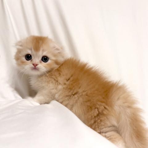スコティッシュフォールドの写真3