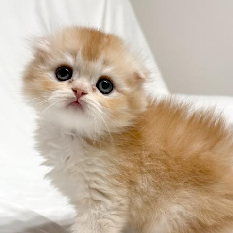 スコティッシュフォールドの写真4