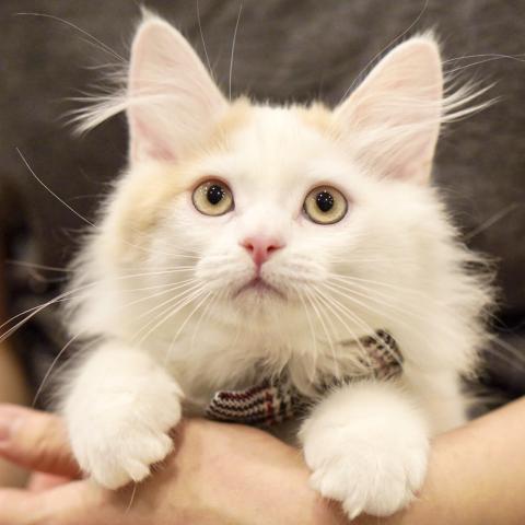 サイベリアンの写真2