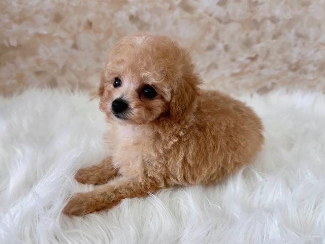 トイプードル成犬時2.0kg前後予想の写真3