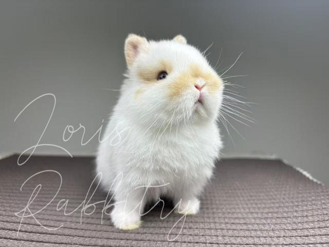 ネザーランドドワーフの写真4
