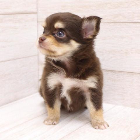 チワワ(ロングコート)の写真5