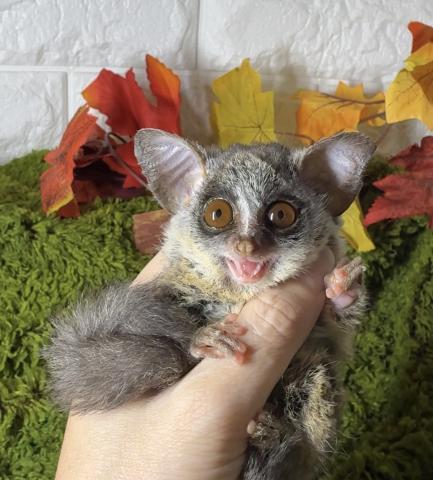 ショウガラゴ（ブッシュベイビー）の写真3
