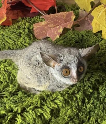 ショウガラゴ（ブッシュベイビー）の写真2