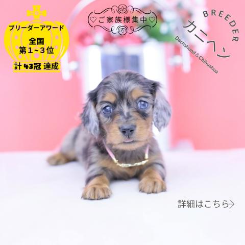 カニヘンダックスフンド　ロング