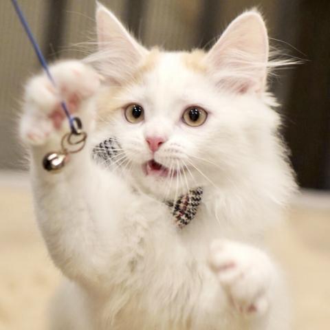 サイベリアンの写真3