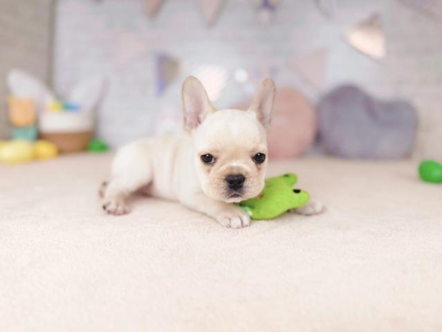 フレンチブルドッグの写真4