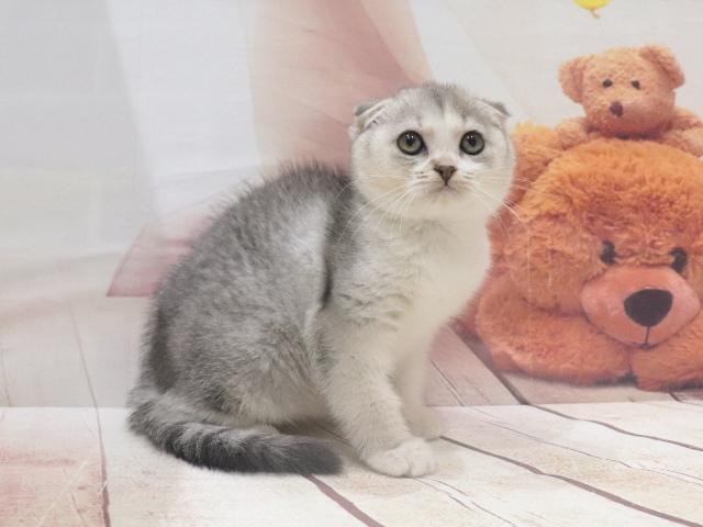 スコティッシュフォールドの写真3