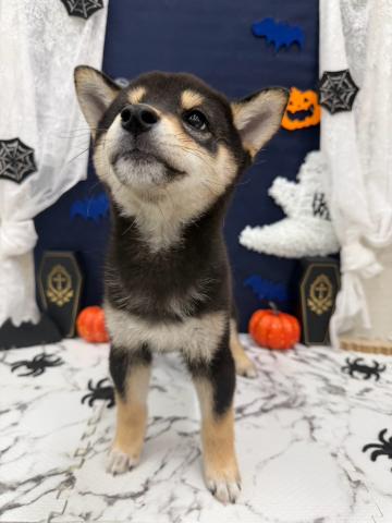 柴犬の写真3