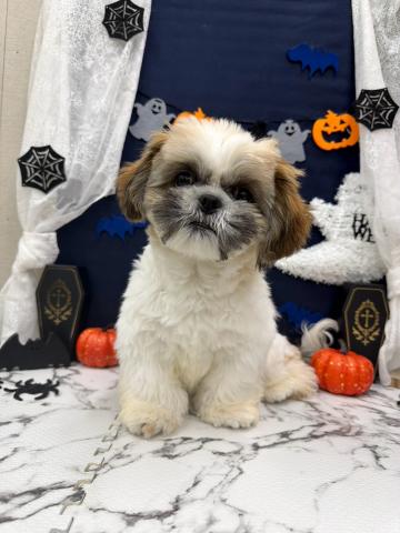シーズーの写真2
