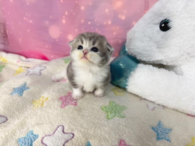 スコティッシュフォールドの写真5