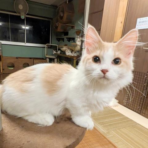 マンチカン男の子(短足)