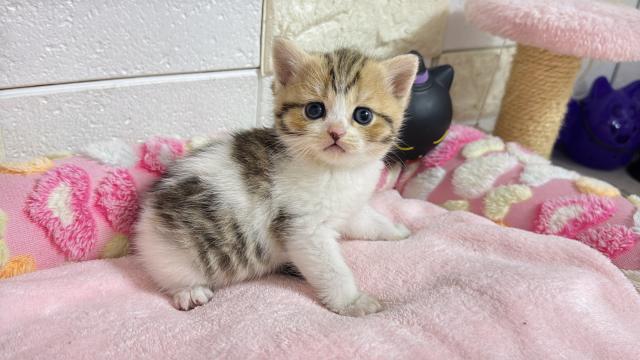 ブリティッシュショートヘア