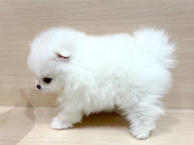 ポメラニアンの写真2