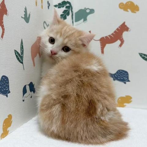 マンチカンの写真3