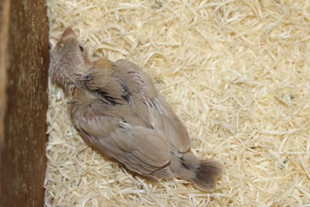 シナモン文鳥 さし餌中の写真3