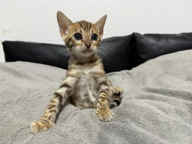 ベンガル