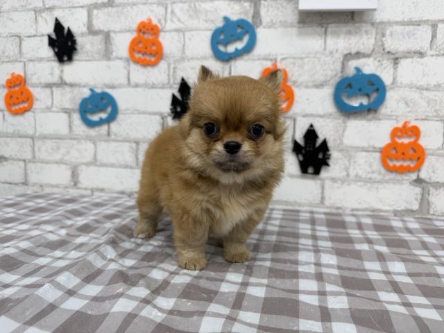 チワワ(ロングコート)の写真2