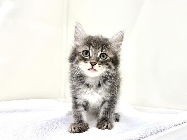ノルウェージャンフォレストキャット977の写真2