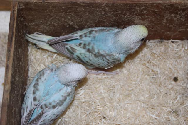 セキセイ さし餌中の写真5