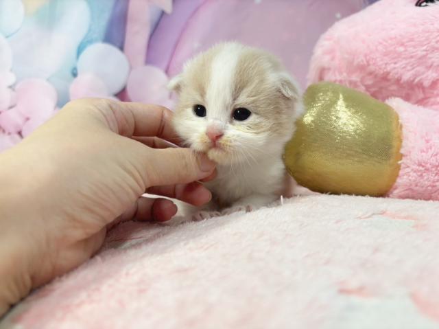 スコティッシュフォールドの写真3