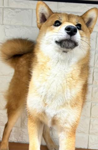 柴犬の写真4