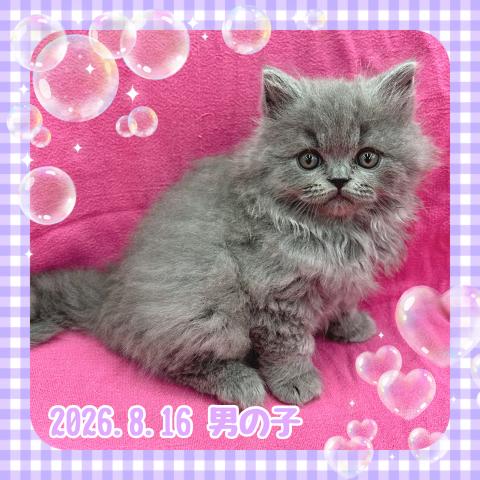 ブリティッシュロングヘアー