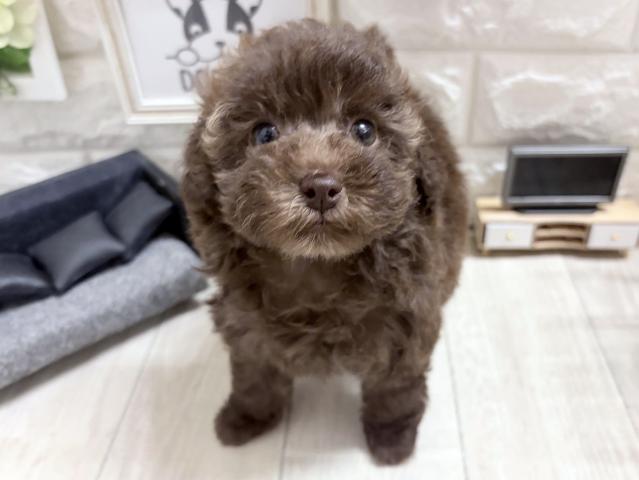 トイプードル
