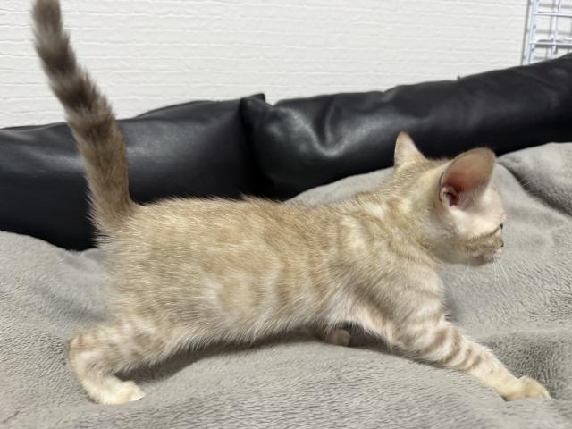 ベンガルの写真2