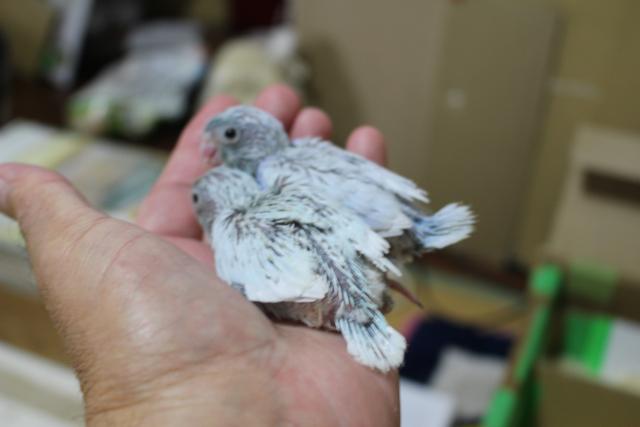 マメルリハインコ さし餌中の写真5