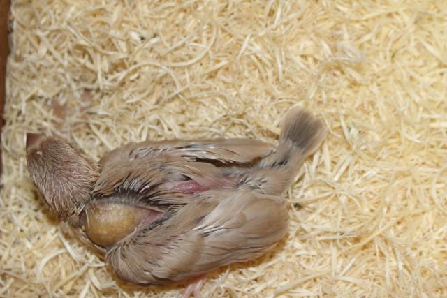 シナモン文鳥 さし餌中の写真5