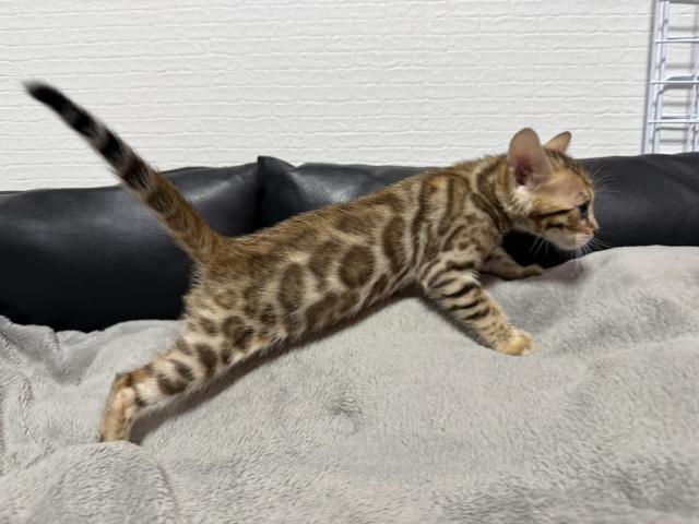 ベンガルの写真3
