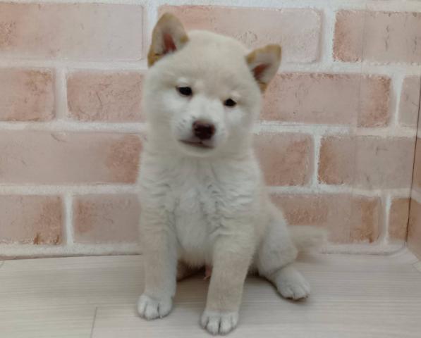 柴犬