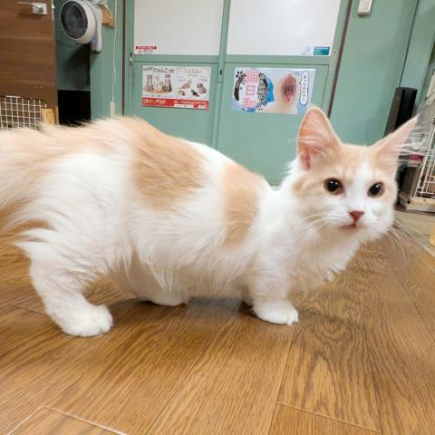 マンチカン男の子(短足)の写真2