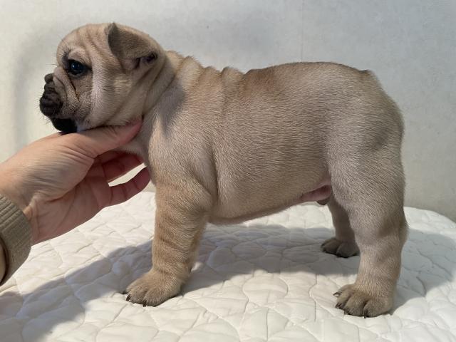 フレンチブルドッグの写真2