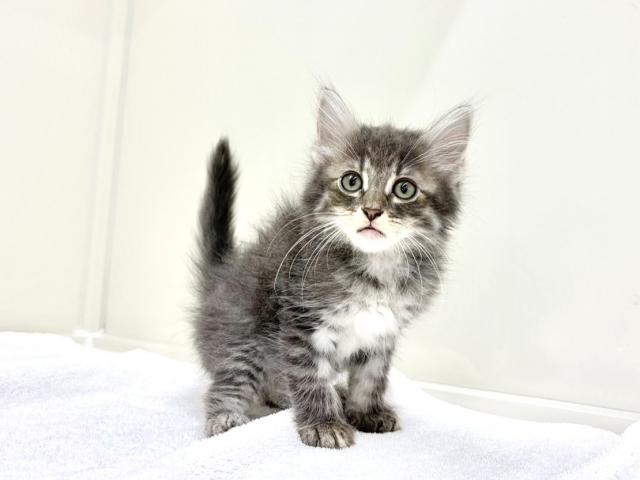 ノルウェージャンフォレストキャット977の写真4