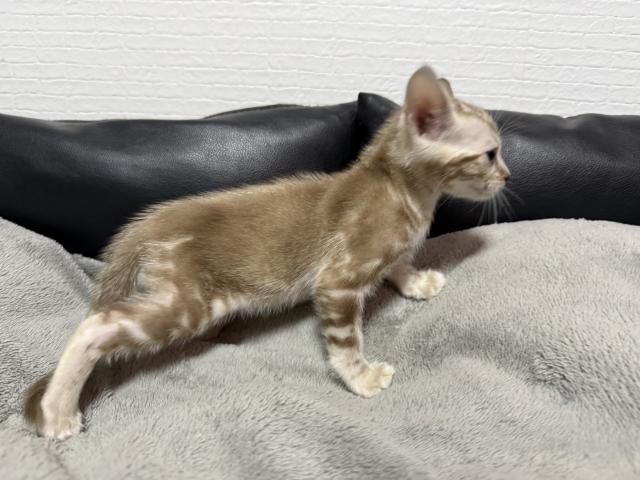 ベンガルの写真3