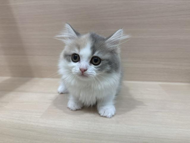 ラガマフィンの写真5