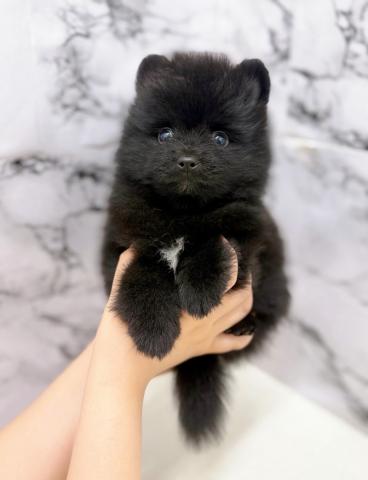 ポメラニアンの写真2