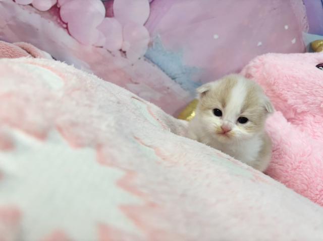 スコティッシュフォールドの写真4