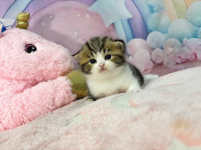 スコティッシュフォールドの写真2