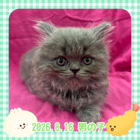 ブリティッシュロングヘアー