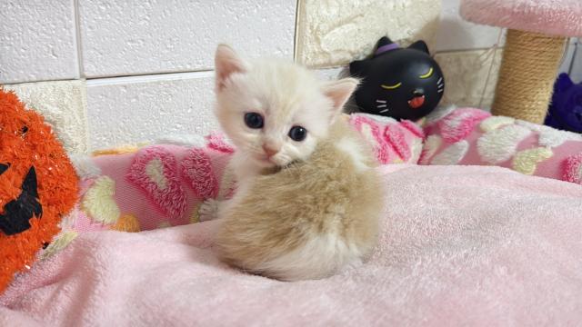 マンチカンの写真3