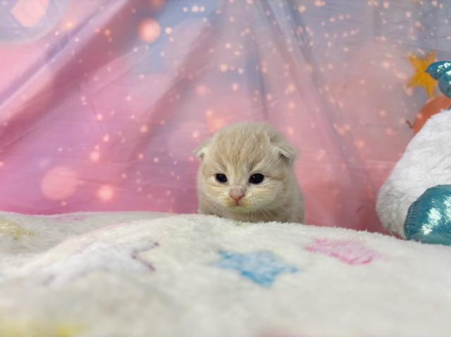 スコティッシュフォールドの写真5