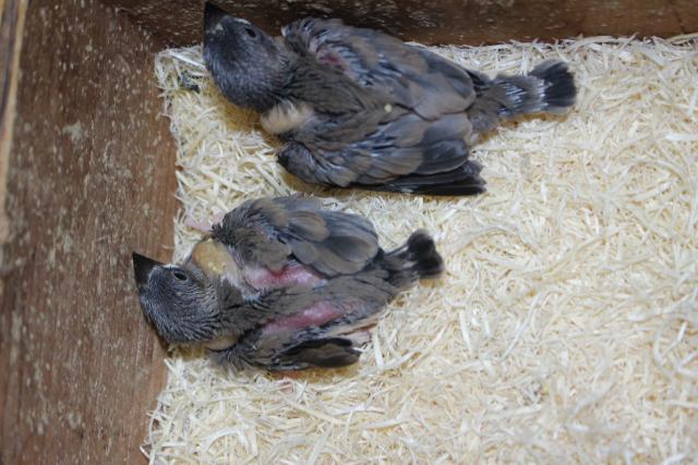 桜文鳥 さし餌中の写真5