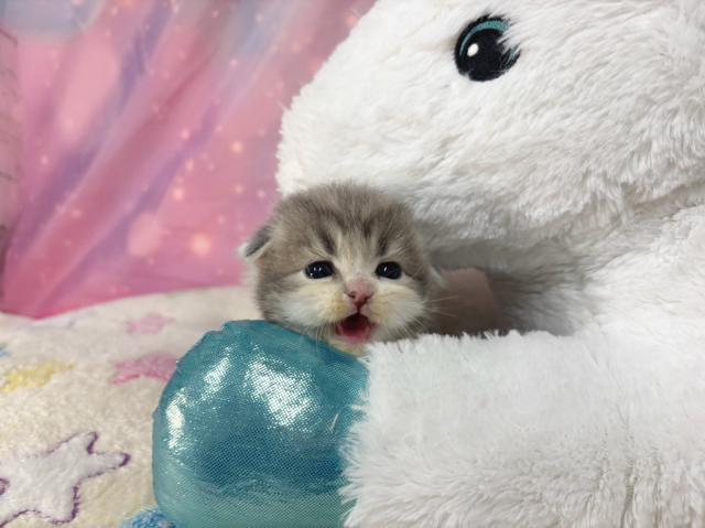 スコティッシュフォールドの写真3
